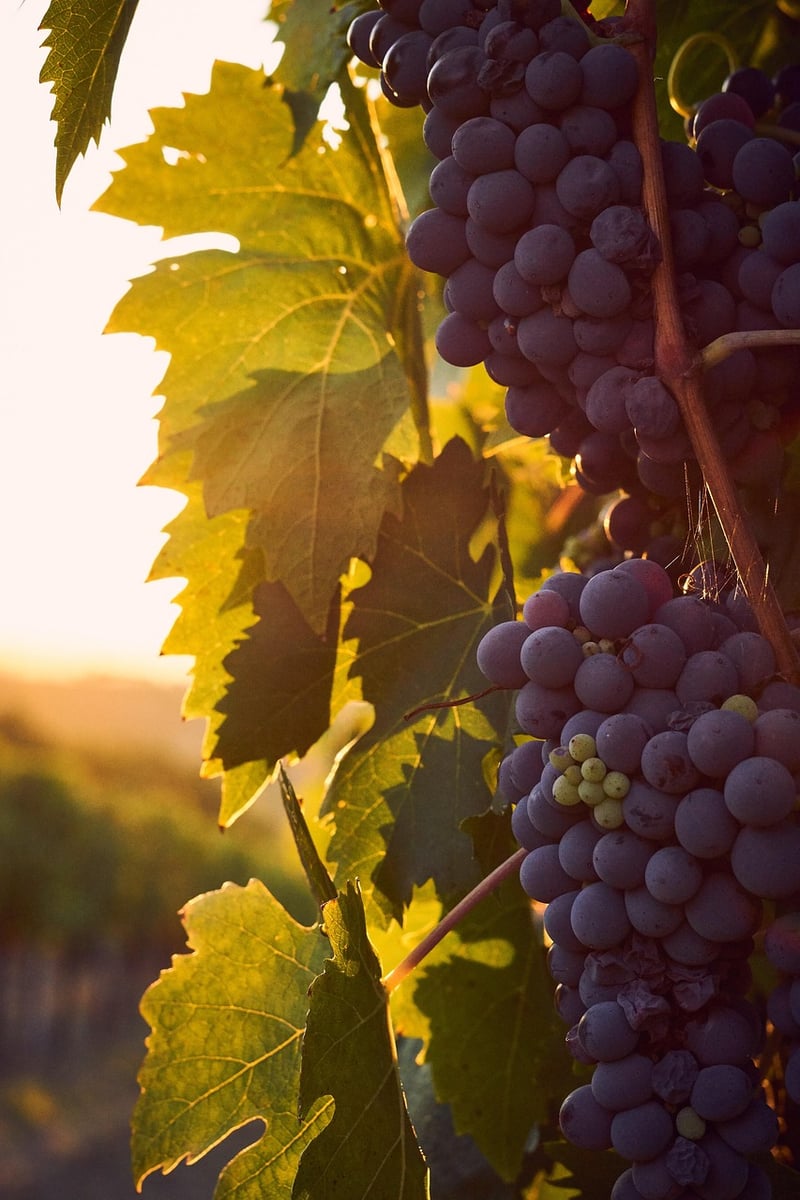 Wine Tasting in Tuscany